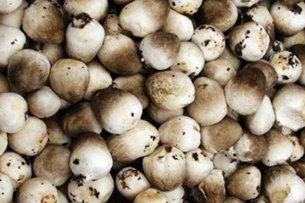 蘑菇怎么種 蘑菇種植技術
