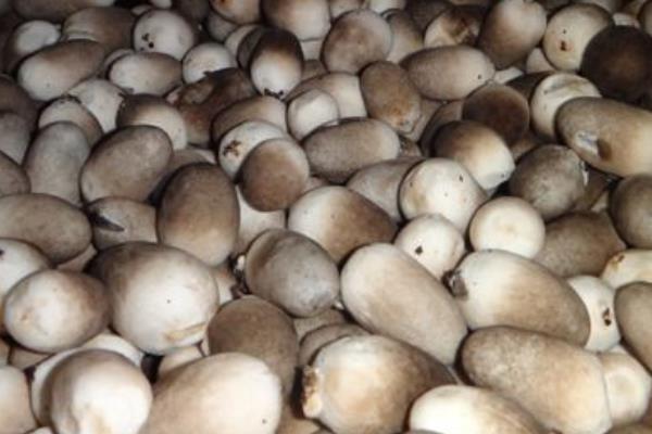 蘑菇怎么種 蘑菇種植技術