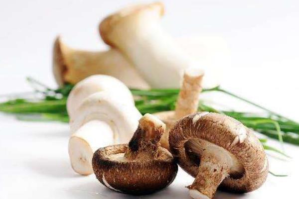 新鮮蘑菇怎么保存 蘑菇放久了還能吃嗎
