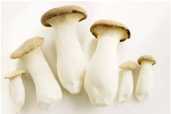 新鮮蘑菇怎么保存 蘑菇放久了還能吃嗎
