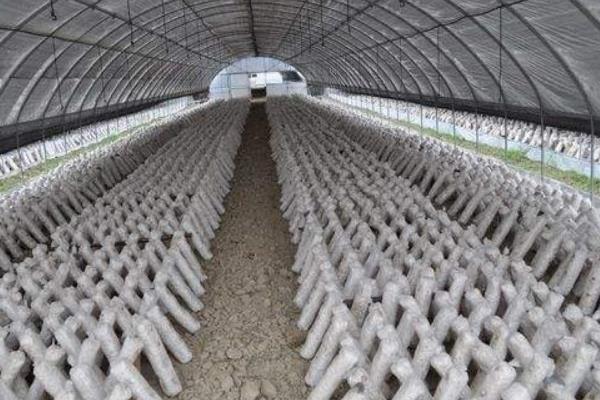 蘑菇大棚種植技術 蘑菇怎么栽培