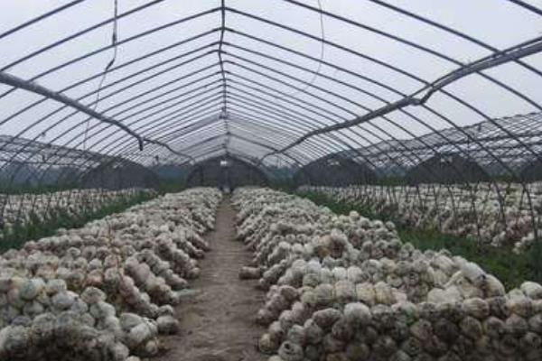 蘑菇大棚種植技術 蘑菇怎么栽培