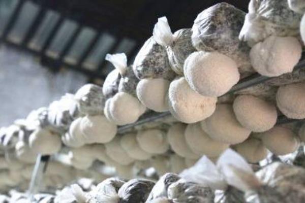 蘑菇大棚種植技術 蘑菇怎么栽培