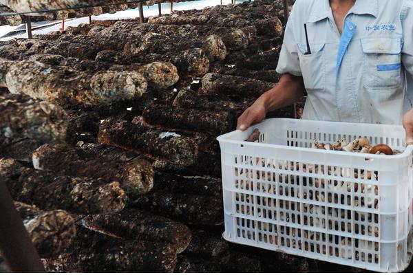 蘑菇大棚種植技術 蘑菇怎么栽培
