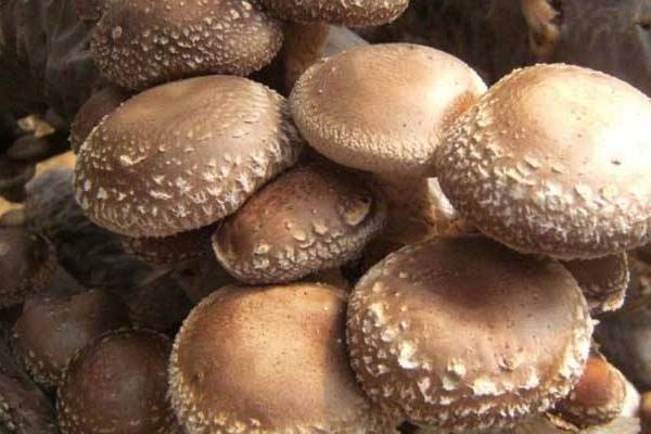 蘑菇大棚種植技術 蘑菇怎么栽培