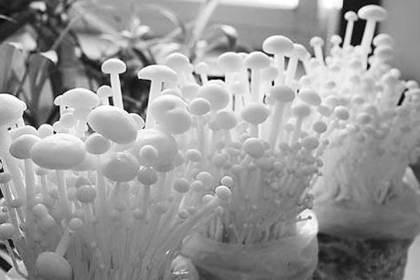 自己在家如何種蘑菇 蘑菇是怎么長出來的