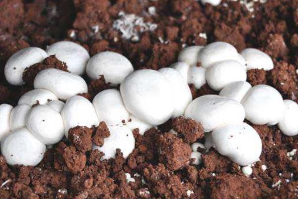 自己在家如何種蘑菇 蘑菇是怎么長出來的