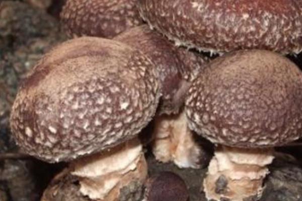 自己在家如何種蘑菇 蘑菇是怎么長出來的