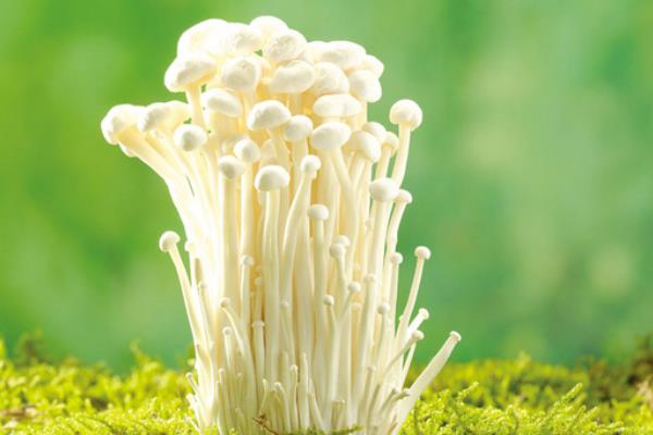 家里怎么種金針菇 金針菇栽培技術(shù)