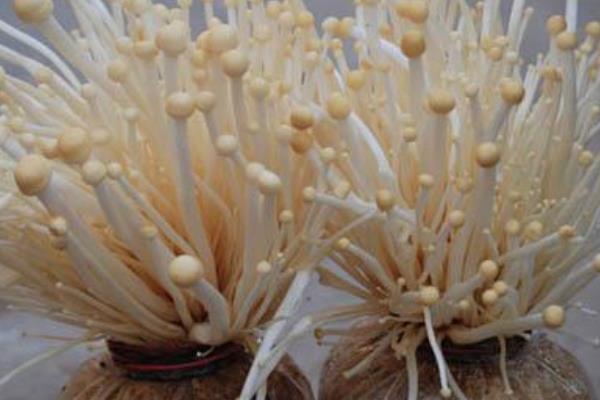 家里怎么種金針菇 金針菇栽培技術