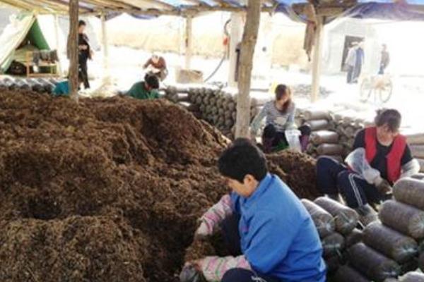 家里怎么種金針菇 金針菇栽培技術