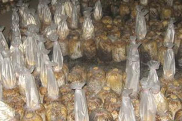 家里怎么種金針菇 金針菇栽培技術