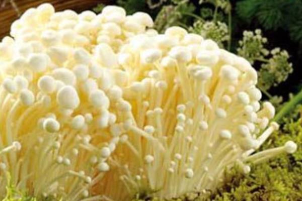 家里怎么種金針菇 金針菇栽培技術