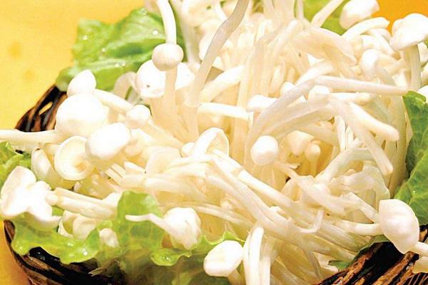 家里怎么種金針菇 金針菇栽培技術