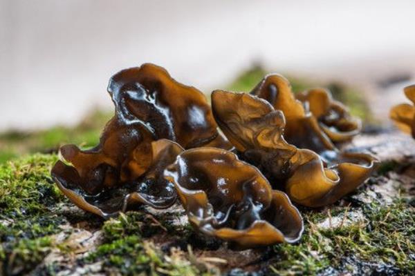 痛風能吃黑木耳嗎 黑木耳食用禁忌