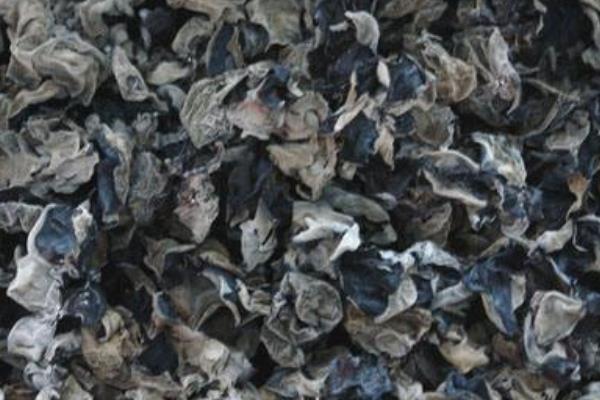 干黑木耳市場價格多少錢一斤 干木耳的挑選方法