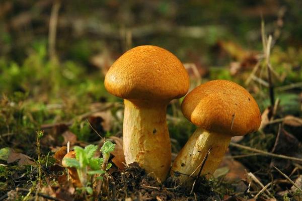 蘑菇長在什么地方 新鮮蘑菇怎么保存