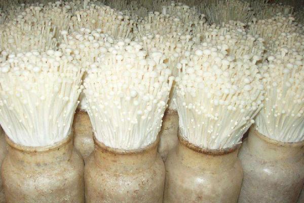 金針菇種植技術(shù) 金針菇怎么種