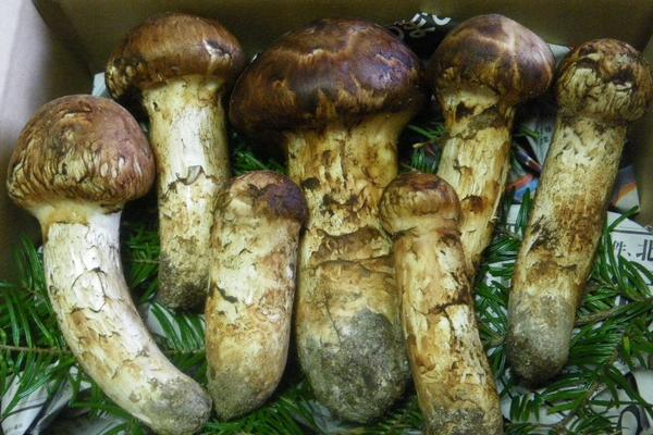 蘑菇的根能吃嗎 吃蘑菇的注意事項(xiàng)