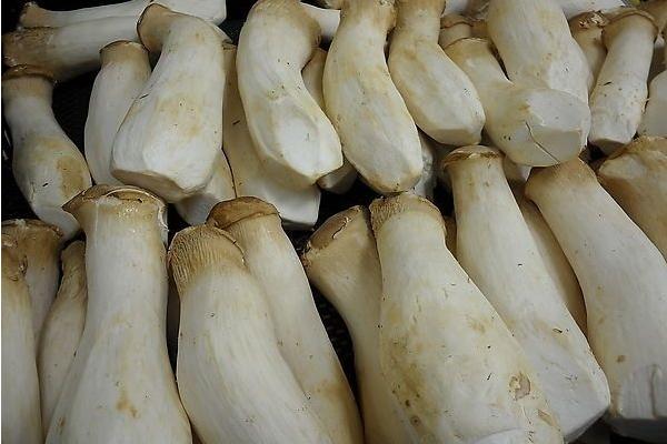 蘑菇的根能吃嗎 吃蘑菇的注意事項(xiàng)