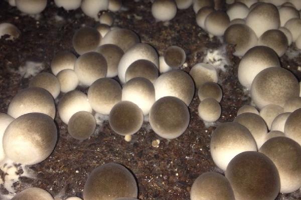 草菇高產(chǎn)高效栽培技術(shù) 草菇的生長(zhǎng)條件