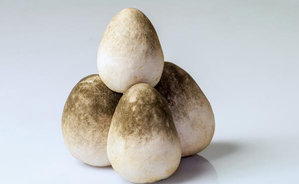 草菇的功效與作用及禁忌 草菇營(yíng)養(yǎng)價(jià)值