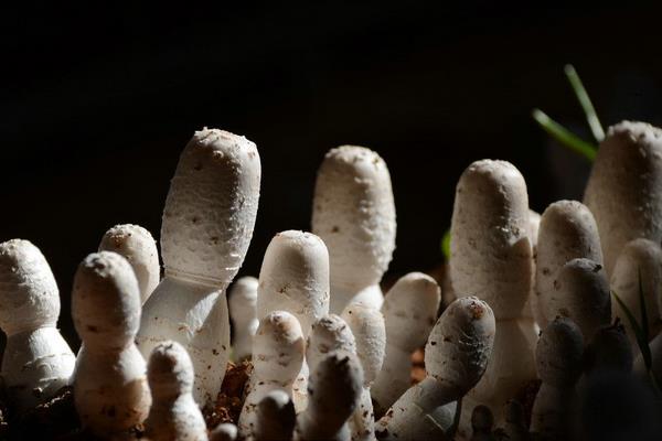 雞腿菇產地在哪里 雞腿菇是什么