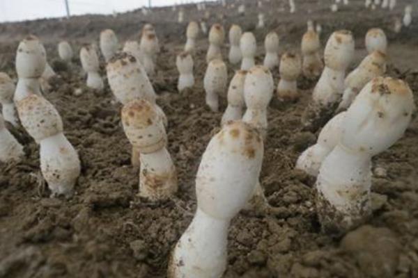 雞腿菇種植時間及方法 雞腿菇出菇管理