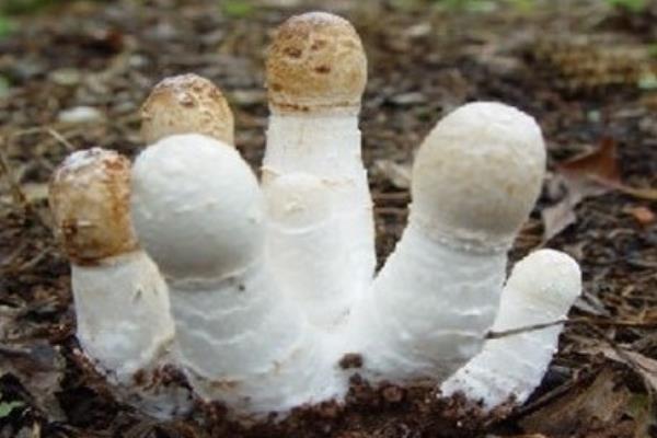 雞腿菇種植時間及方法 雞腿菇出菇管理