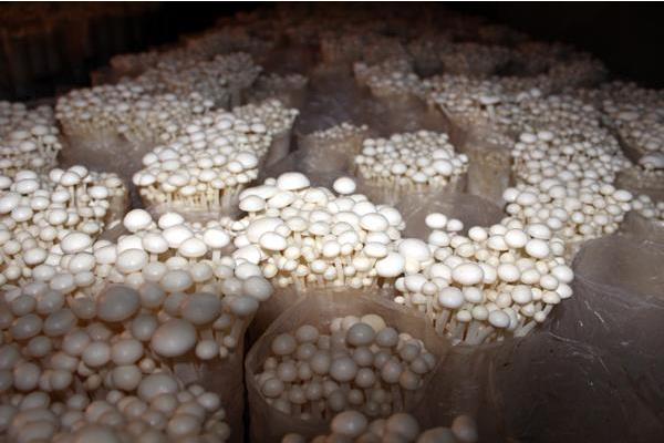 雞腿菇種植時間及方法 雞腿菇出菇管理