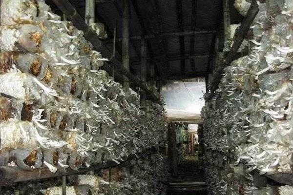 雞腿菇種植時間及方法 雞腿菇出菇管理