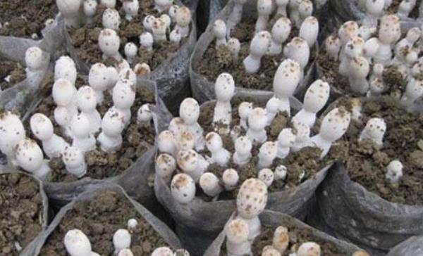 雞腿菇種植時間及方法 雞腿菇出菇管理