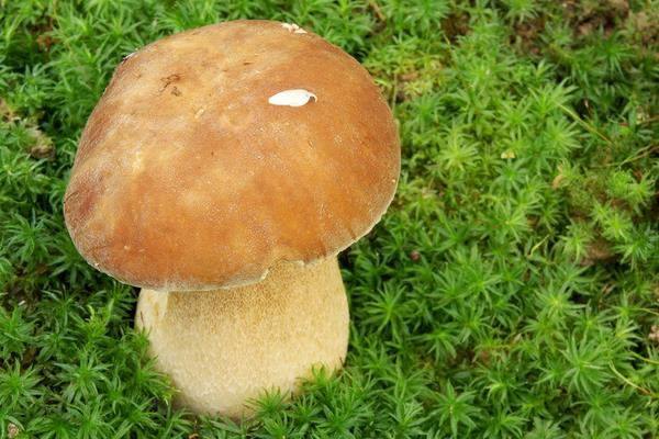 蘑菇像什么 蘑菇的食用價(jià)值