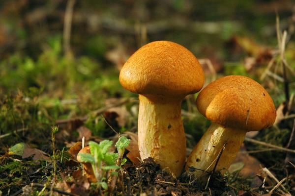 蘑菇像什么 蘑菇的食用價值