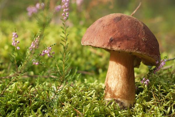 蘑菇像什么 蘑菇的食用價值