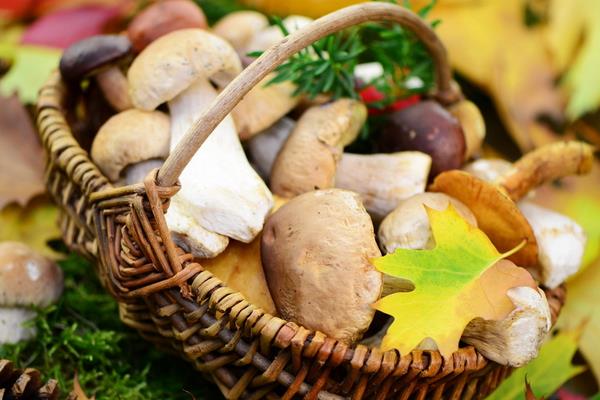 蘑菇像什么 蘑菇的食用價值