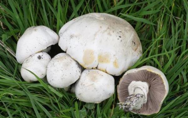 蘑菇像什么 蘑菇的食用價值