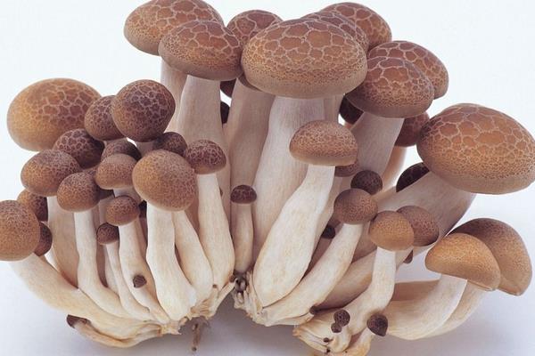 蘑菇像什么 蘑菇的食用價值