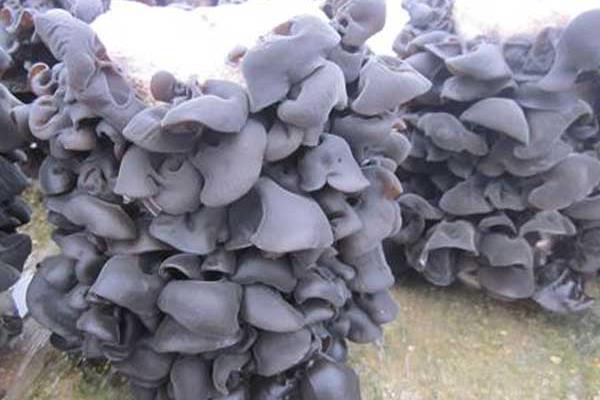 黑木耳種植時間及方法 黑木耳栽培技術