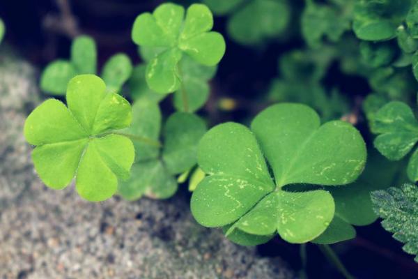 三葉草產(chǎn)地在哪里 三葉草長在什么地方