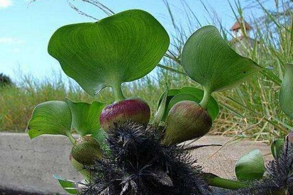 水葫蘆種子市場(chǎng)價(jià)格多少錢(qián)一斤 水葫蘆的簡(jiǎn)介