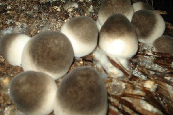 草菇產(chǎn)地在哪里 如何種草菇