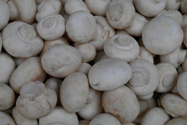 草菇湯的做法 怎么做草菇湯簡單又好吃