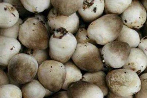 如何選購草菇  新鮮草菇放冰箱冷凍還是冷藏保存