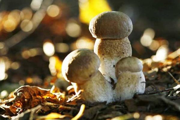 草菇怎么種 草菇種植技術