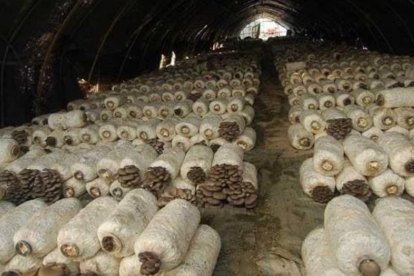 草菇怎么種 草菇種植技術