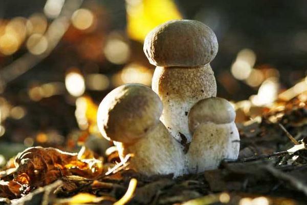 草菇怎么種 草菇種植技術