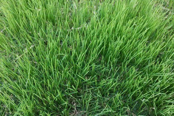 黑麥草什么時候播種 黑麥草的生長習性