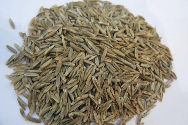 黑麥草種子市場價格多少錢一斤 黑麥草的栽培技術