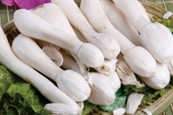 雞腿菇的做法大全 雞腿菇怎么做好吃